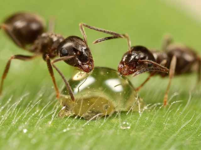 Экологический подход к муравьиному засилью