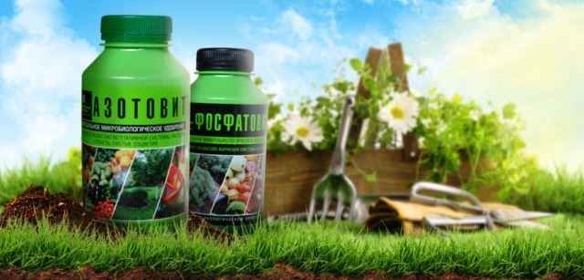 Каких минералов не хватает растениям в почве
