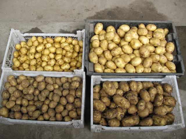5 ошибок в хранении картофеля