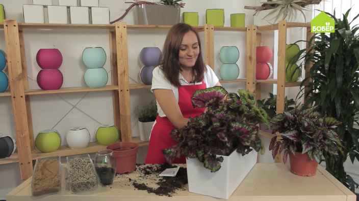 Декоративно-лиственная бегония: как правильно ухаживать и пересадить