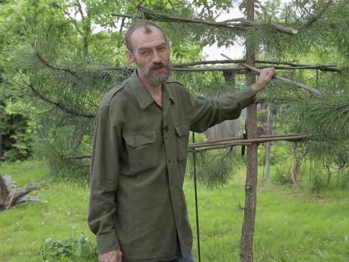 Шпалерное выращивание: как придать дереву горизонтальную форму