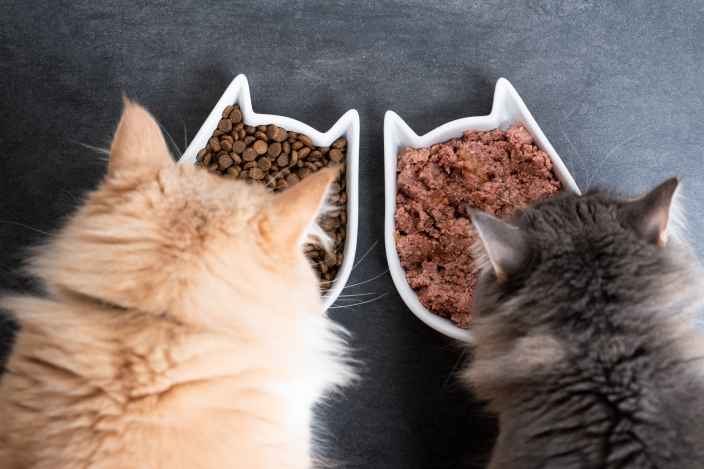 Как выбрать корм для кошек