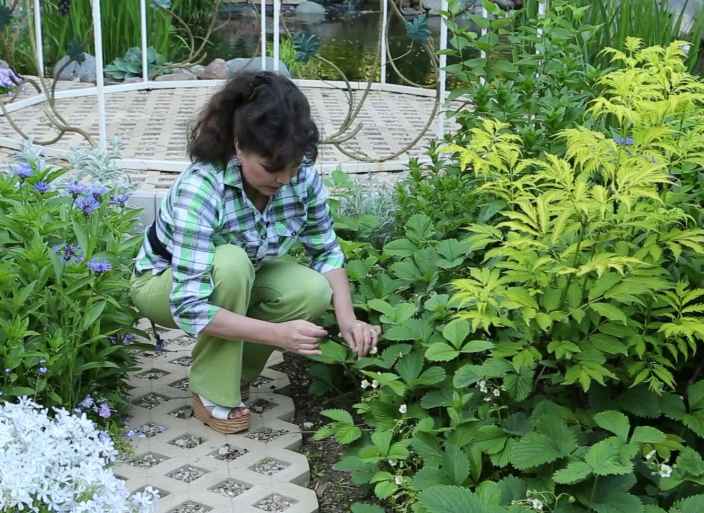 Опыляем садовую землянику своими руками
