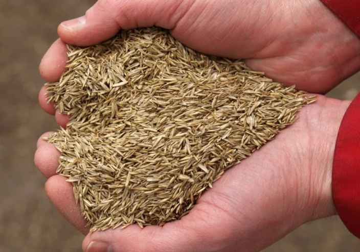 10 Лучших видов газонной травы для посадки на даче