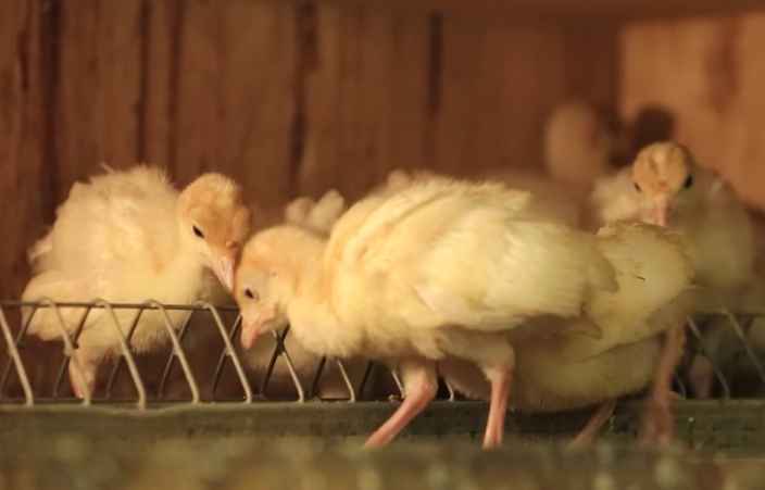 Как ухаживать за индюшатами: делаем мешанку