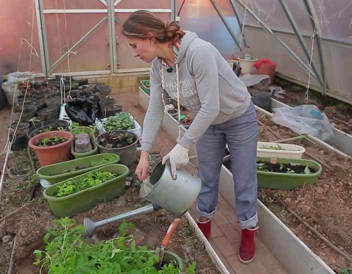 Как высадить рассаду томатов и перца в теплицу
