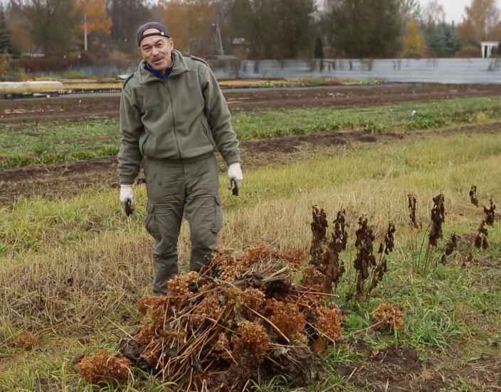 Как утеплить древовидную гортензию