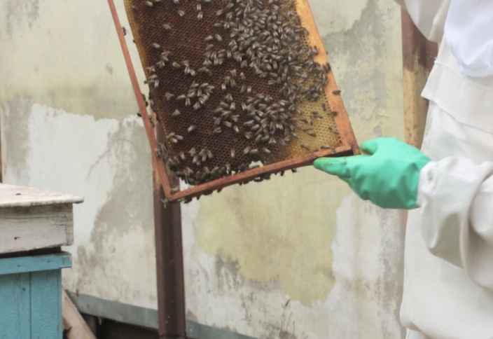 Как правильно осматривать пчелиную семью