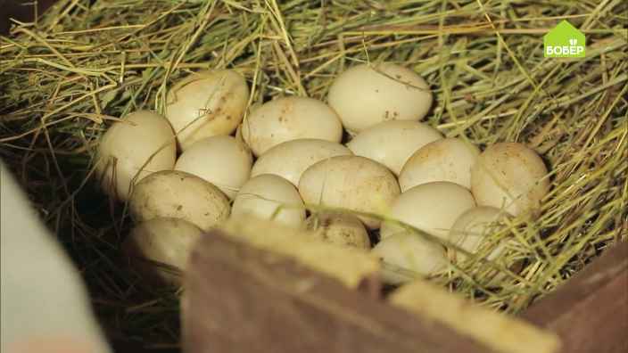 Как правильно сформировать гнездо и выложить утиные яйца под наседку