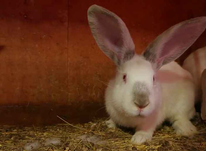 Как подсадить крольчиху в клетку к кролику