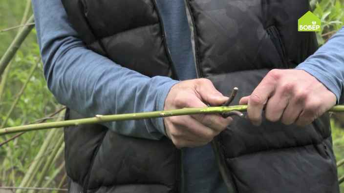 Как заготовить летом лозу для плетения