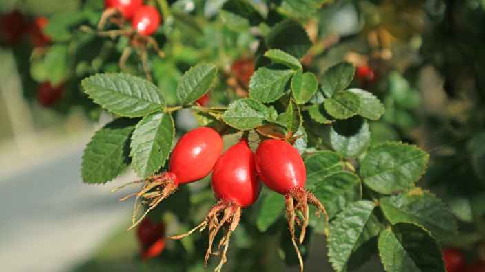 Посадка и уход за шиповником