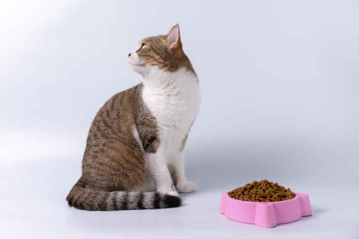 Как выбрать корм для кошек