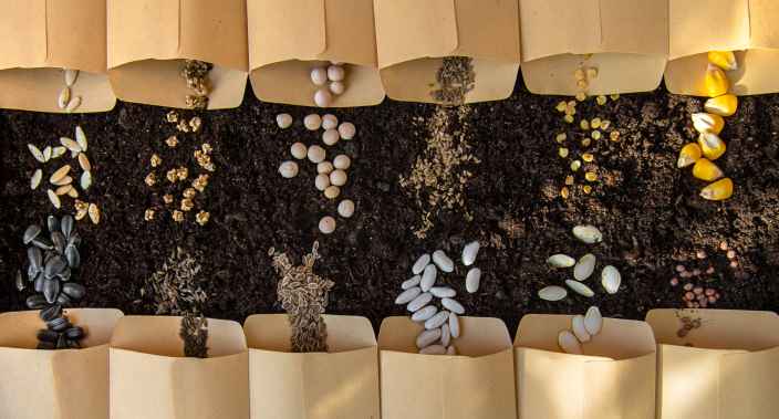 Севооборот культур на огороде — основа высокого урожая
