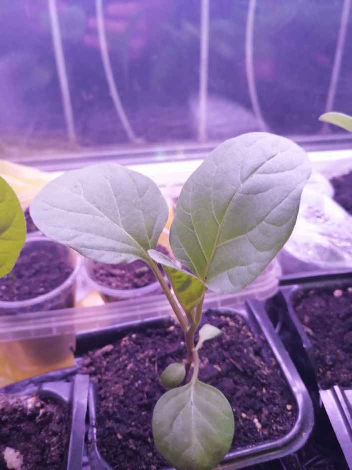 Проращивание семян баклажана и его рассады 