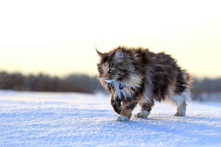 Эксперт назвал самую популярную породу кошек у россиян