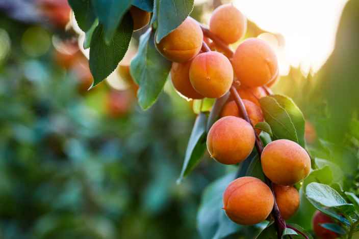Обнаружена главная опасность абрикосов