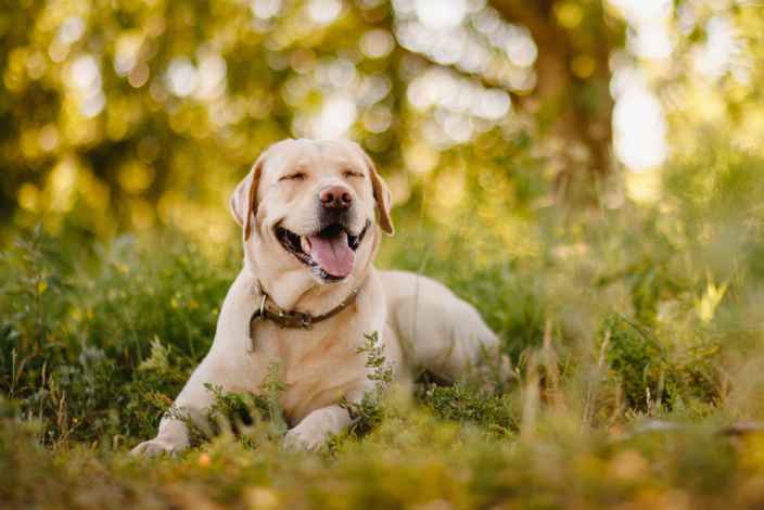 Учёные узнали, как пересчитать возраст собаки в «человеческие» годы