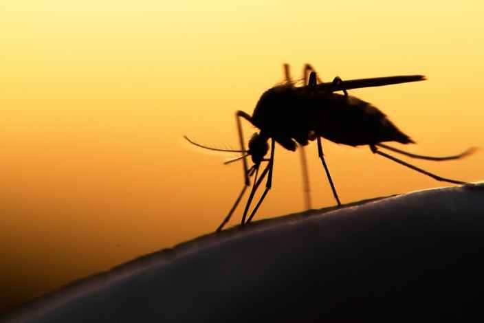 Роковой кровосос: дерматолог рассказала об опасностях комариных укусов
