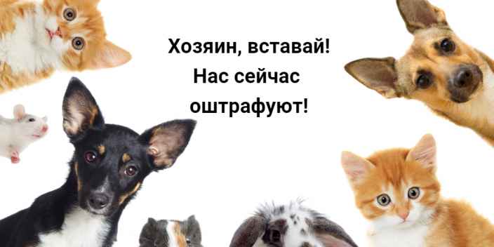 В России владельцев домашних животных обяжут маркировать питомцев за свой счёт