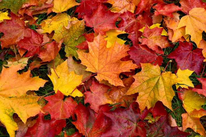 Безобидная прогулка по осенней листве может привести к заражению вирусными инфекциями
