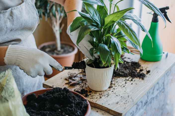 Новое исследование: комнатные растения в доме поддерживают здоровье детей