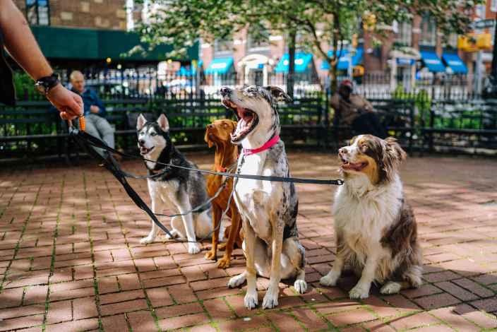 Площадки для выгула собак могут появиться в каждом районе по всей стране