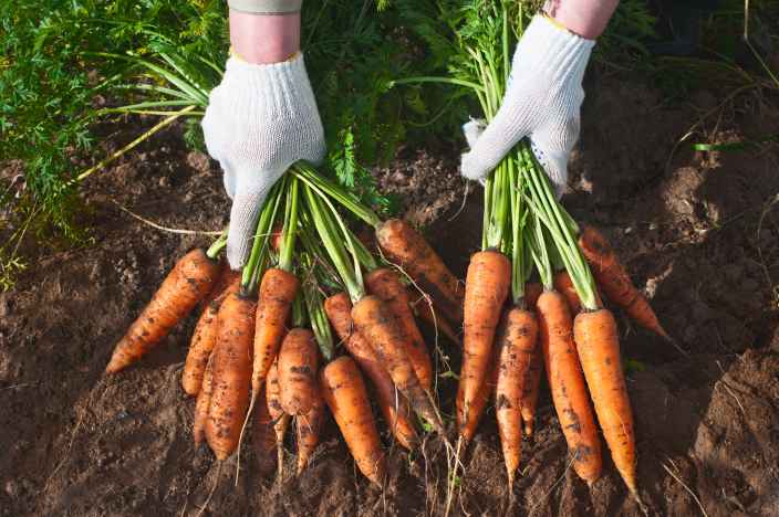 Что нужно сделать в августе, чтобы увеличить урожай моркови