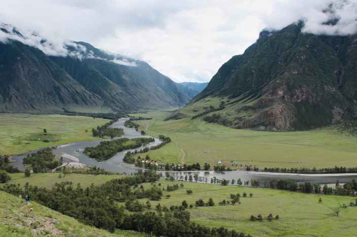 В Республике Алтай обнаружена крупнейшая популяция вымирающего растения