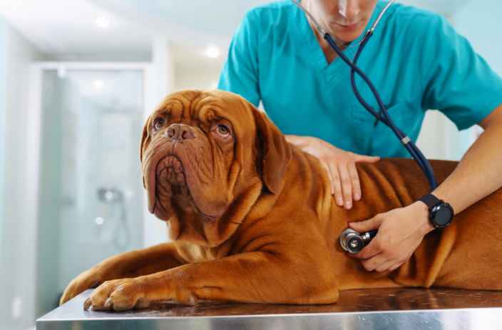 Какими заболеваниями собака может заразить человека