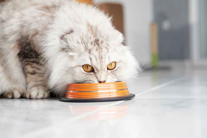 В России вводится обязательная маркировка кормов для животных
