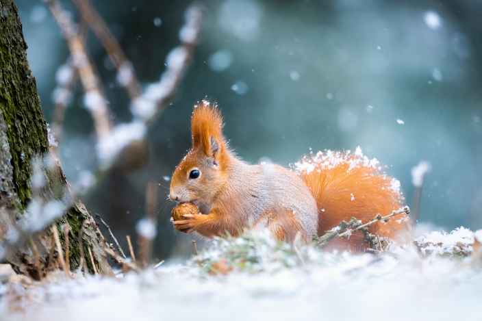 В национальном парке «Лосиный остров» открылись «столовые» для птиц, белок и зайцев
