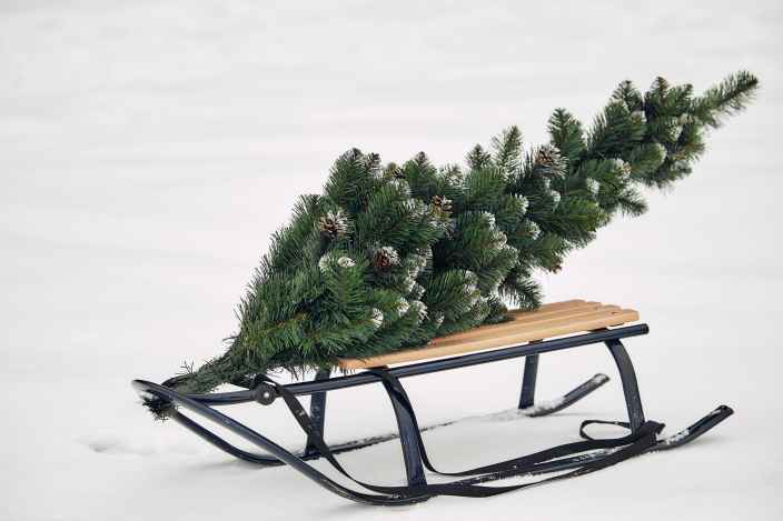 Что грозит за сруб ёлки