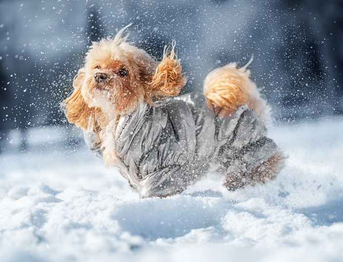 Как гулять с собакой зимой