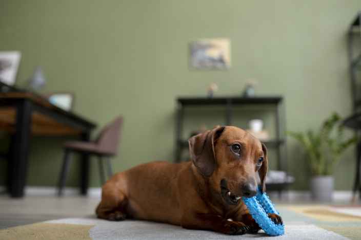 Почему собаки портят вещи