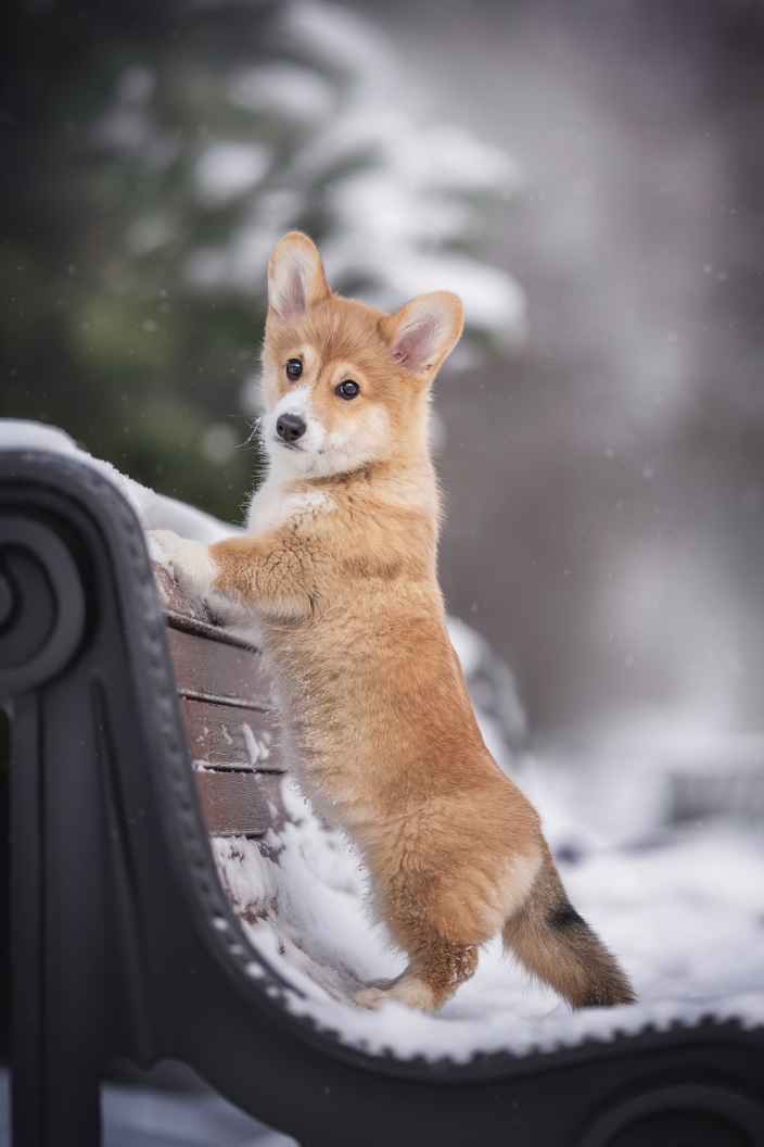 Что делать, если собака съела реагент