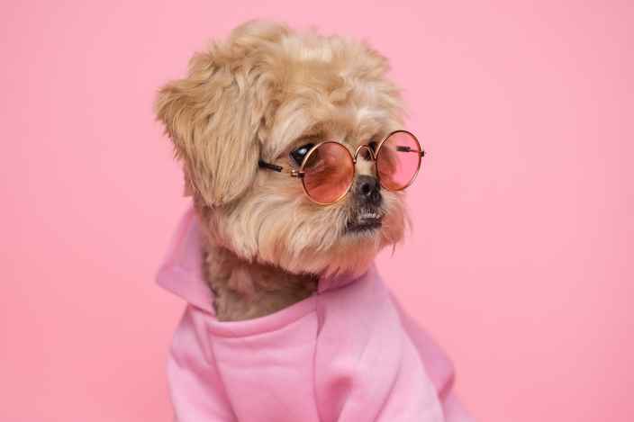 Как слух, обоняние и зрение собак отличается от человеческого