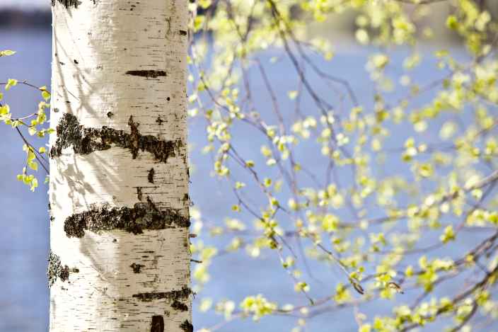 Почему аллергия на берёзу связана с аллергией на яблоки