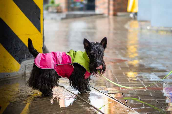 Почему питомцам нельзя разрешать пить из луж в городе