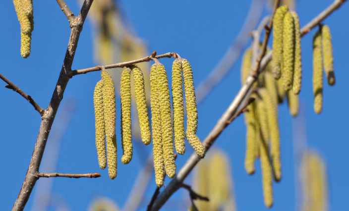 Какая погода опасна для аллергиков
