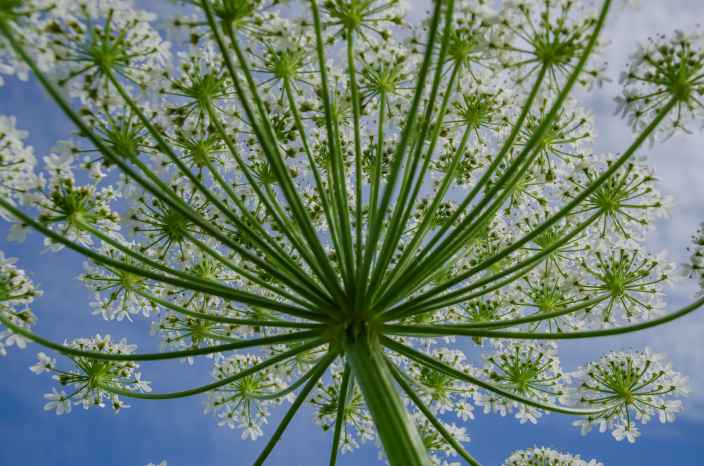 Как победить борщевик