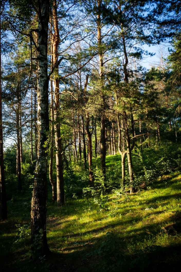 Что делать, если вы заблудились в лесу