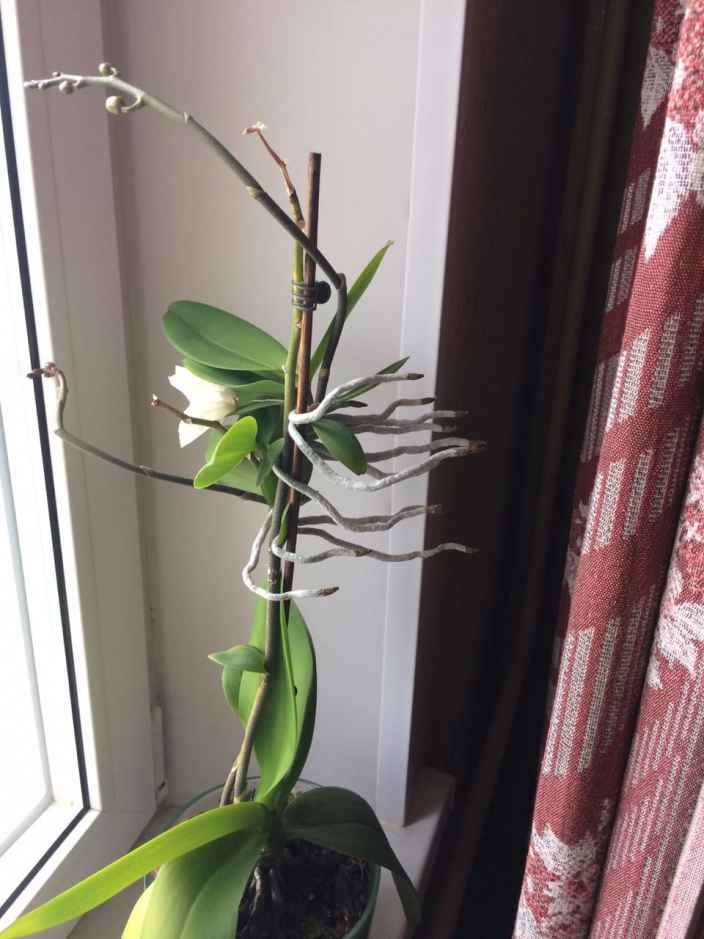 добрый день!Я в панике!что такое с моей орхидеей???