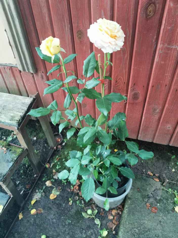 купила розу в питомнике в закрытой корневой системой, а она цветет. Когда можно пересадить на постоя