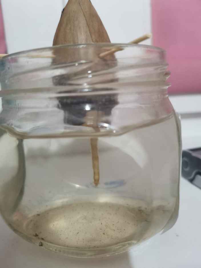 Здравствуйте! Дети положили косточку авокадо в воду и она дала корень. Даже не думали, что получится