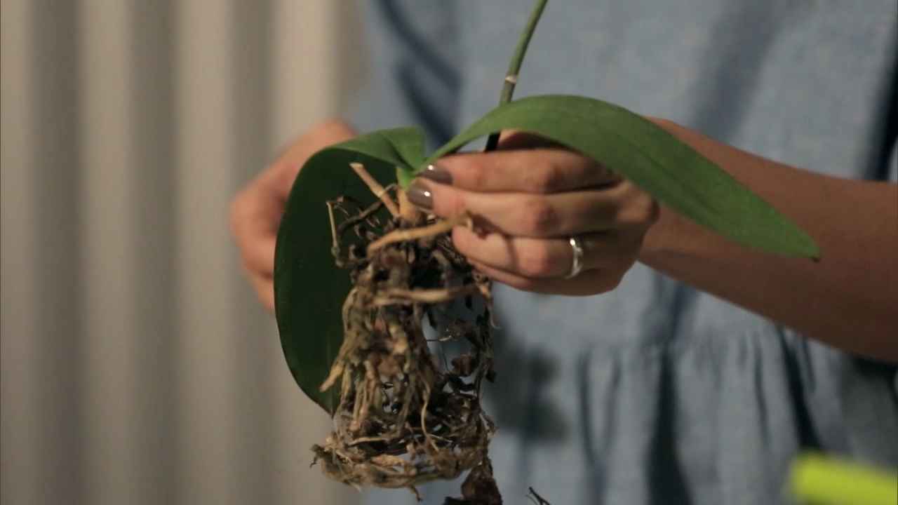 Орхидея обрезка для букета. У орхидеи отвалились все листья что делать. Как правильно обрезать орхидею корни.