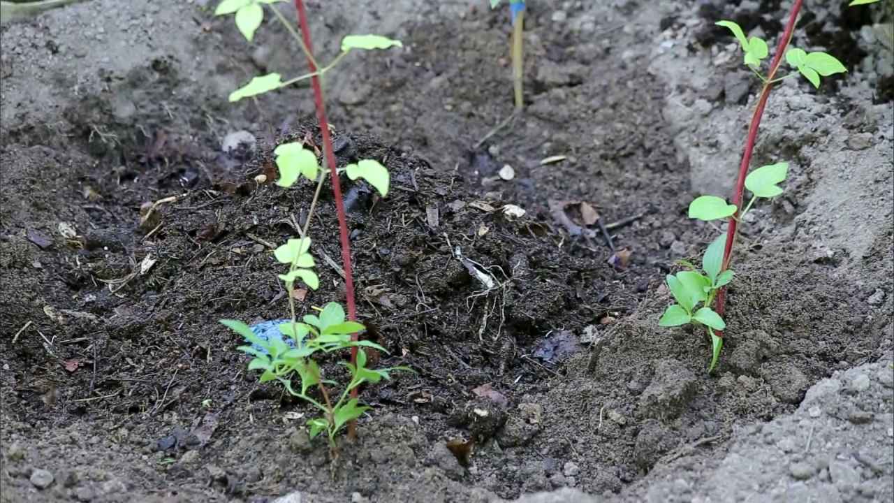 Всходы клематиса после зимы фото