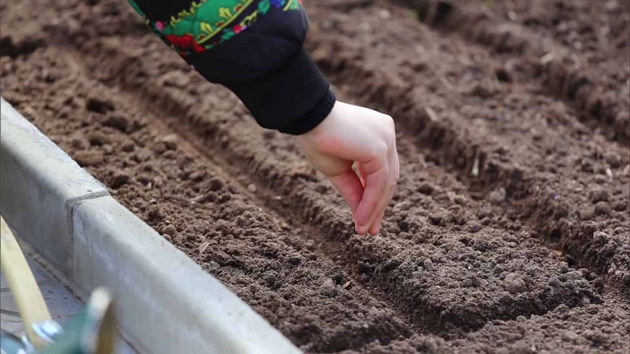 Посадка семян редиски. Посев в открытый грунт. Посев семян в бороздки. Семена в открытый грунт. Посадка семян в почву.