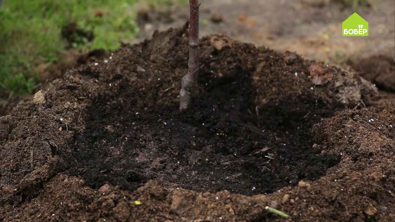 Когда лучше сажать яблони в подмосковье. Посадка яблони. Посадка яблони на холм. Высаживание яблонь на искусственный холм. Кайрат Каримов посадка яблони.