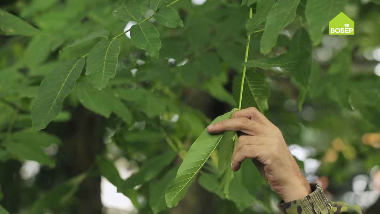 Способ № 2 — листья грецкого ореха